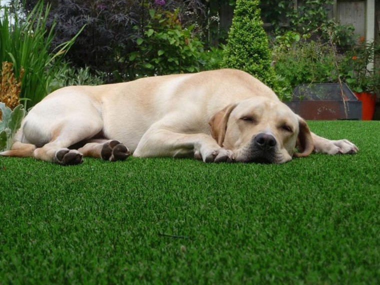 artificial-pet-grass-perth artificial-pet-grass-perth